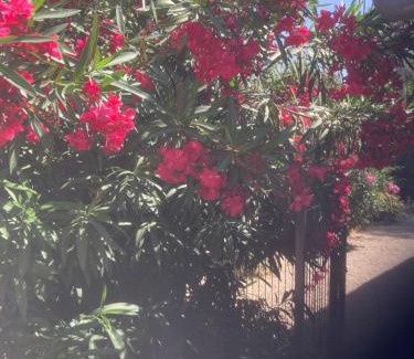 Langlade House | Au cœur de la Pinède de 1 à 4 personnes