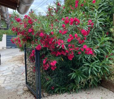 Langlade House | Au cœur de la Pinède de 1 à 4 personnes