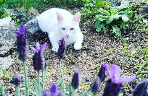 La Pacaudiere House | Au pays d'Angeline