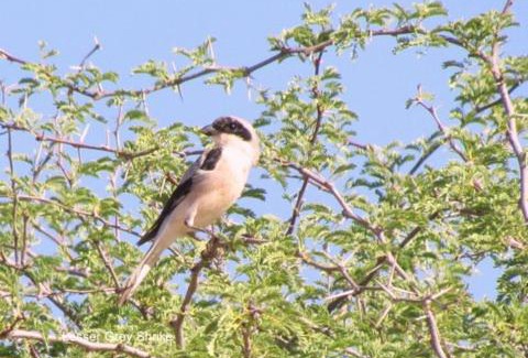 Windhoek Cabin | Auas Safari Lodge