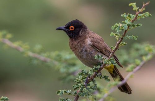 Windhoek Cabin | Auas Safari Lodge