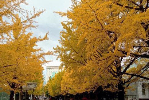 Chuo-ku Apartment | aup178