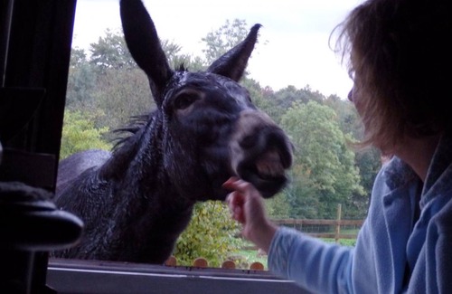 Barrais-Bussolles Cottage | Authentic Cottage with Wifi and Pets Allowed