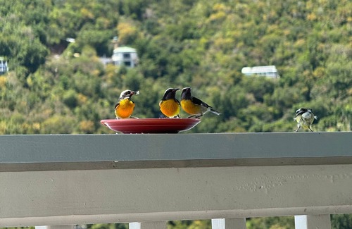 Fish Bay Cottage | Authentic Island Stay, Budget-Friendly Cottage, Peaceful Setting, Stunning Views