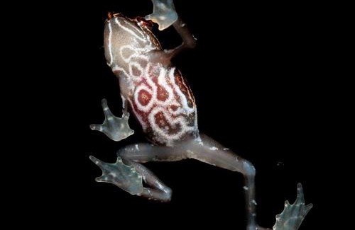 Ricaurte Cabin | Aves&Flórez