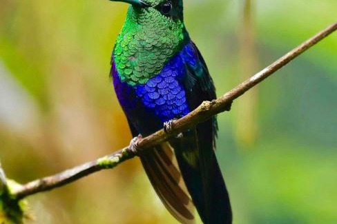 Ricaurte Cabin | Aves&Flórez