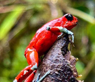 Ricaurte Cabin | Aves&Flórez