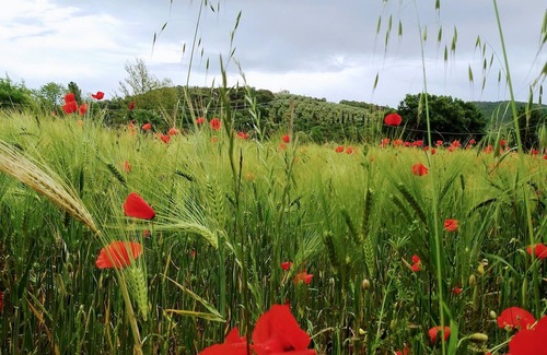 Magione Other | B- Tuscany - Umbria, Antico borgo, one-bedroom apartment in agriturismo at Lake Trasimeno