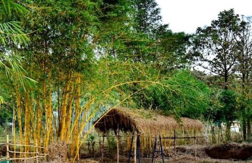 Kaimane House | Bamboo world kuruva