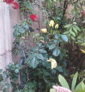 3rd Arrondissement Apartment | bambou house x Jardin calme centre-ville