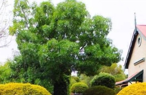 Stockwell Bed & Breakfast | Barossa Peppertree Cottage