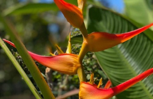 Playa Matapalo Apartment | Beach home, A/C, Pool, Wi-Fi, Family