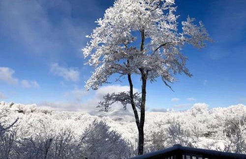 Sugar Mountain House | Bearadise Cabin