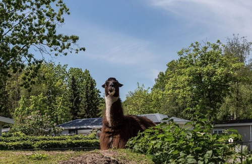 De Bult House | Beautiful cottage on the pond, in a holiday park not far from Giethoorn