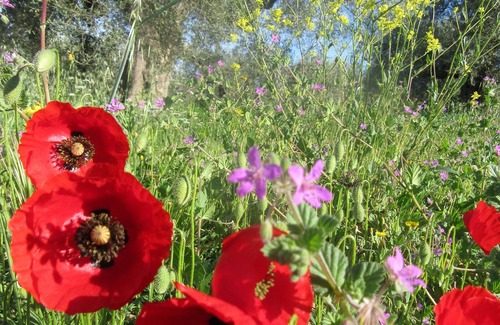 Casalini Apartment | Beautiful farmhouse apartment close to Lake Trasimeno - Italy