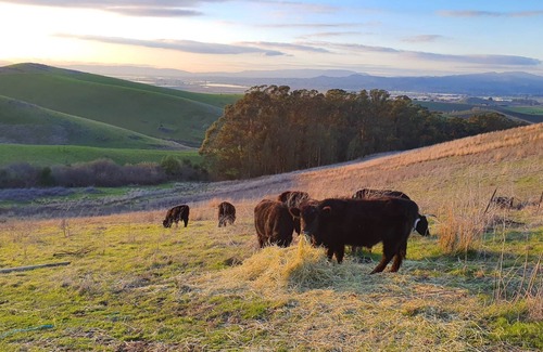 American Canyon House | Beautiful Hillside Olive Ranch, Napa Valley
