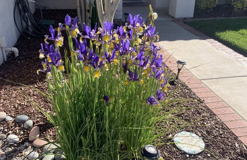 Temecula House | Beautiful Temecula Single Story Pool/Spa Home.