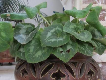 Paparella Bed & Breakfast | Bed & Breakfast Alice