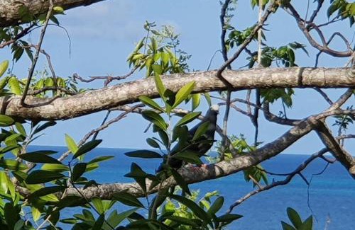 Bahia Suroeste Apartment | Bellavista - Blue Lizard Studio