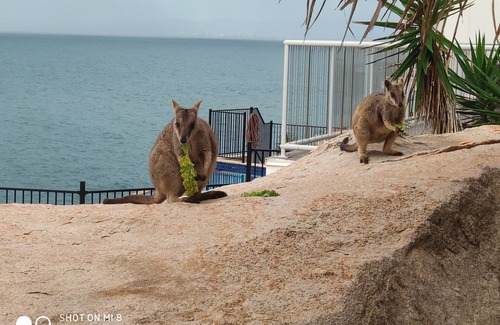 Nelly Bay Apartment | Best at Bright Point 4 Bedroom (sleeps up to 8) Absolute Waterfront Apartment