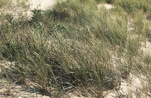 Cape May Point Condo | Best kept secret at the Jersey Shore