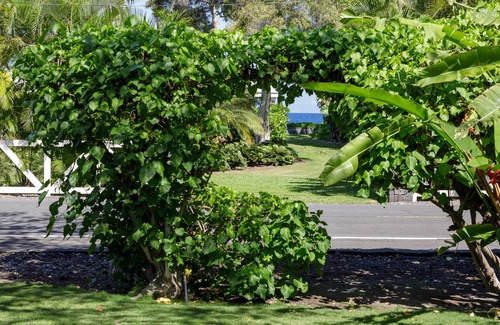 Kamuela Cottage | Big Island Plumeria Cottage Perfect Couples Getaway in Magical Puako