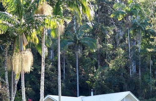 Whian Whian Cottage | Blue Fig Cottage @ Nightcap Ridge