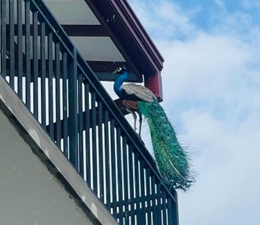 Welipitiya House | Blue Peacock Villa