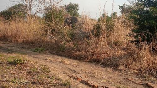 South Luangwa National Park Cabin | Blue Waxbill Lodge
