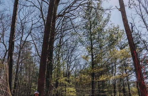Primrose RV Rental | Bluejay's Nest-Lux Camping Tent in the Gorge️