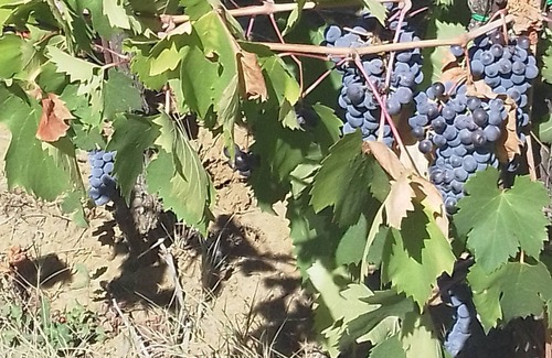 Magione House | Borgo Cenaioli- Place of Silence- 1 Bedroom Apartment 3 Adults