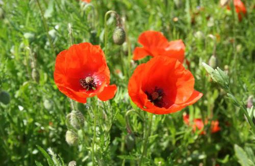 Savignac-sur-Leyze Apartment | Bouye Gite Accommodation