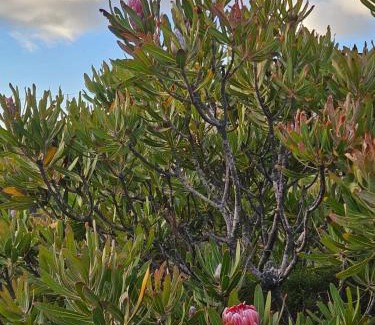 Betty's Bay House | Brandys beach house bettys bay