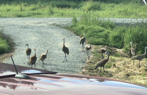 Homer Cabin | Breathtaking View and Tranquility: A Rustic -Lovely Homer Experience