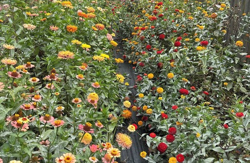 Meridian-Kessler House | Broad Ripple Urban Flower Farm Bungalow - Cozy 2BR Near Downtown Indianapolis