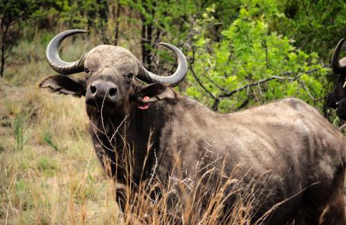 Tierpoort House | Buffalo House @Bankenkloof Private Game Reserve