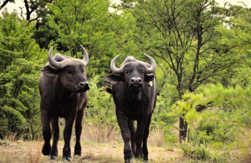 Tierpoort House | Buffalo House @Bankenkloof Private Game Reserve