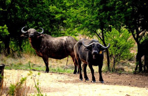 Tierpoort House | Buffalo House @Bankenkloof Private Game Reserve