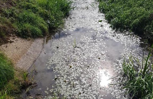 Vortum-Mullem House | Bungalow aan de Maasheggen