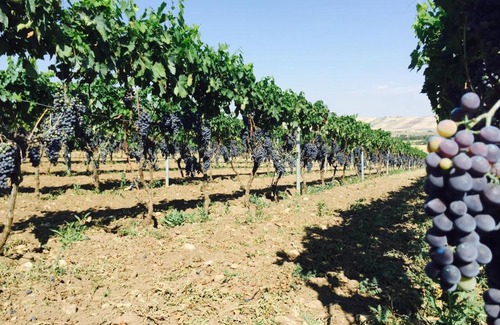 Castelluccio dei Sauri Apartment | Cà dei Sauri - taste of Puglia