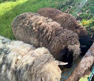 Alegrias Other | Cabaña Glamping Romántica Con Paisajes Increíbles