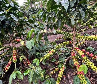 San Francisco Other | Cabaña Gretel