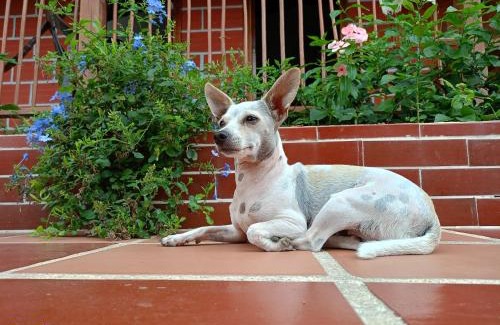 Palomino House | Cabaña NEVERLAND