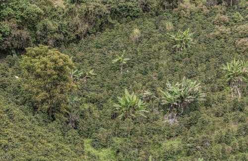 Coffee Triangle Other | Cabaña Rustica