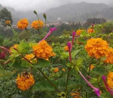 Riosucio Apartment | Cabañas Lucerito Colibrí