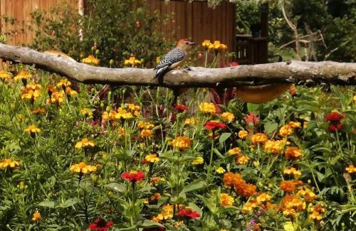 Riosucio Apartment | Cabañas Lucerito Turpial