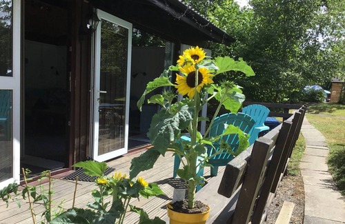 Cenarth House | Caban Bach - The Little Cabin. Cosy cabin with huge sunny deck.
