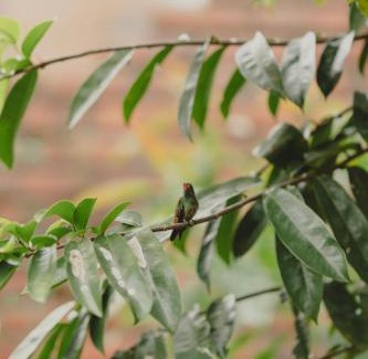 Bucaramanga Bed & Breakfast | Cabecera House