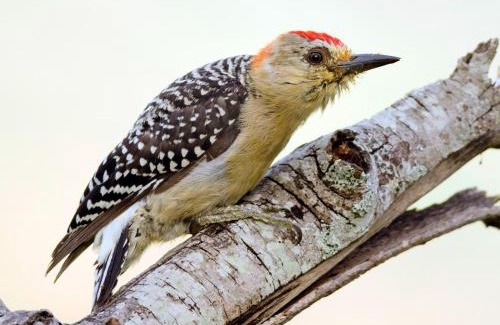 Bucaramanga Bed & Breakfast | Cabecera House