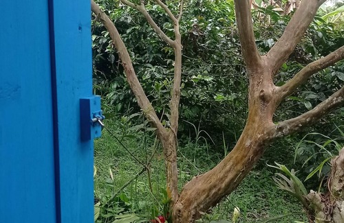 Salento Cabin | Cabin in the Salento cloud forest